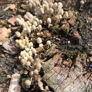 Unknown Species