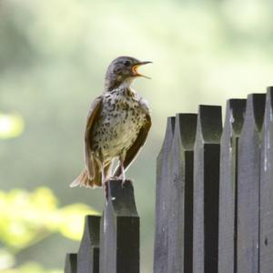 Song Thrush