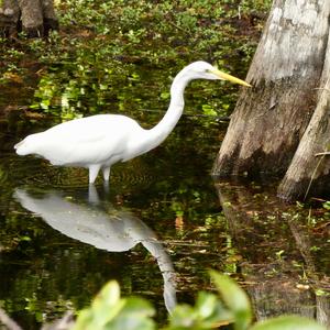 Great Egret