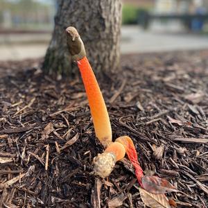 Dog Stinkhorn