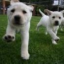 Retriever (Labrador)