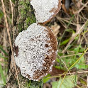 Unknown Species
