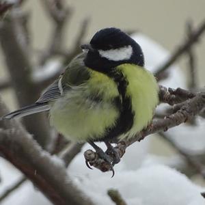 Great Tit