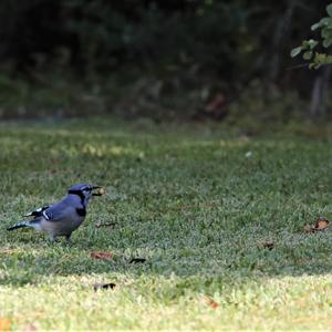 Blue Jay