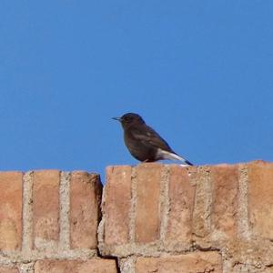 Black Wheatear