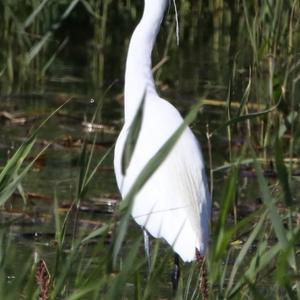 Little Egret