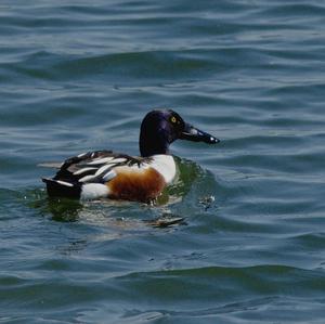 Northern Shoveler
