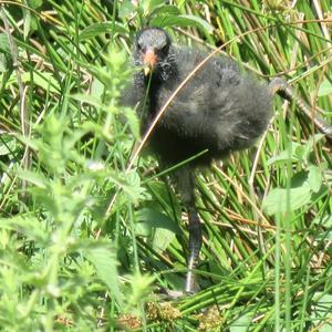 Common Moorhen