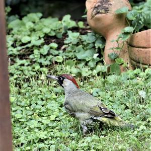 Eurasian Green Woodpecker