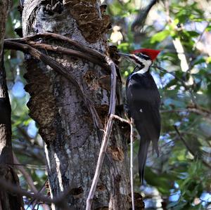 Pileated Woodpecker