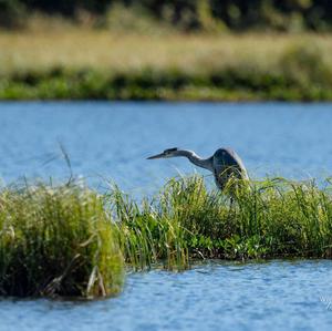 Grey Heron
