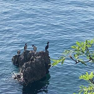 Kormoran