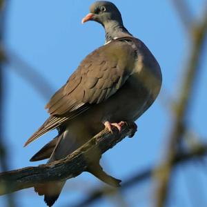 Common Wood-pigeon