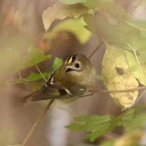Goldcrest
