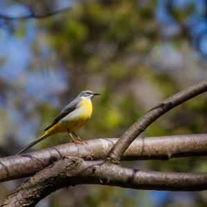 Grey Wagtail