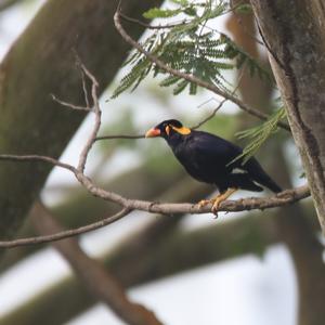 Hill Myna