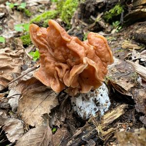 Unknown Species