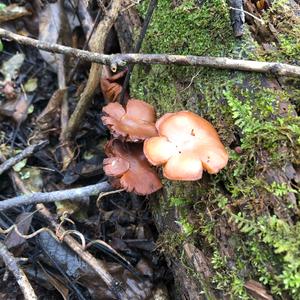 Deadly Galerina
