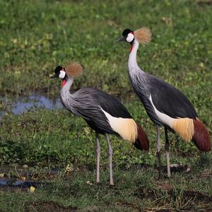Südafrikanischer Kronenkranich