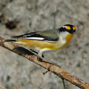 Striated Pardalote