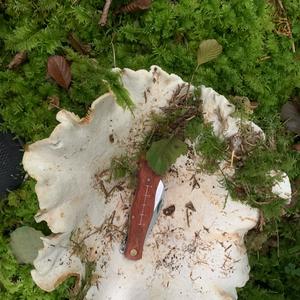 Fleecy Milk Cap