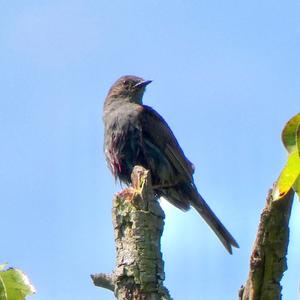 Hedge Accentor