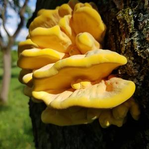 Chicken Mushroom