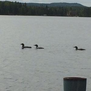 Common Loon