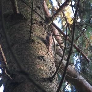 Eurasian Treecreeper