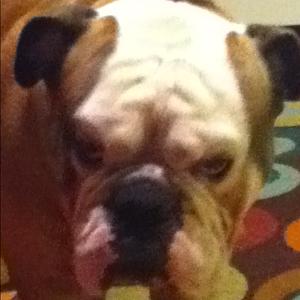 Englische Bulldogge