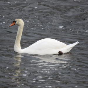 Mute Swan