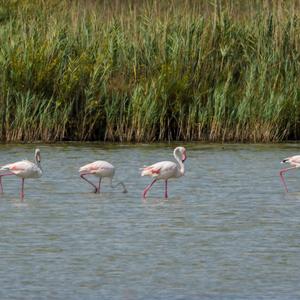 Greater Flamingo