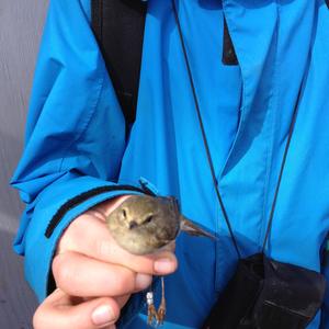 Willow Warbler