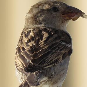 House Sparrow
