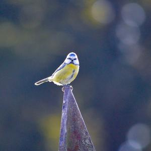 Blue Tit