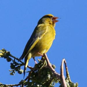 European Greenfinch