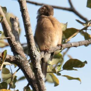 Eurasian Bullfinch