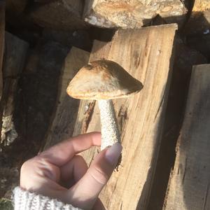 Scaber Stalk, Common