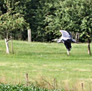 Grey Heron