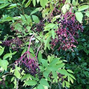 Elder (Black)