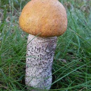 Orange Birch Bolete