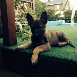 Deutscher Schäferhund