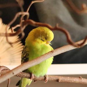Budgerigar