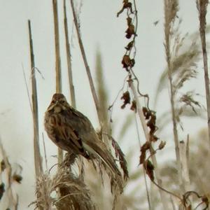 Reed Bunting
