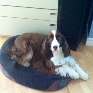 Spaniel (English Springer)