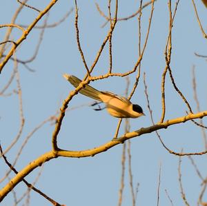 Azure-winged Magpie