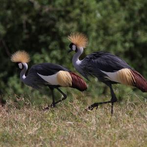 Südafrikanischer Kronenkranich