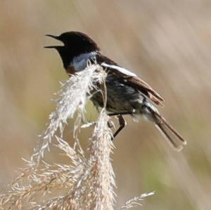 Europäisches Schwarzkehlchen