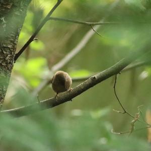 Winter Wren