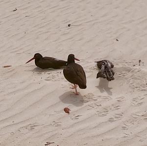 American Oystercatcher
